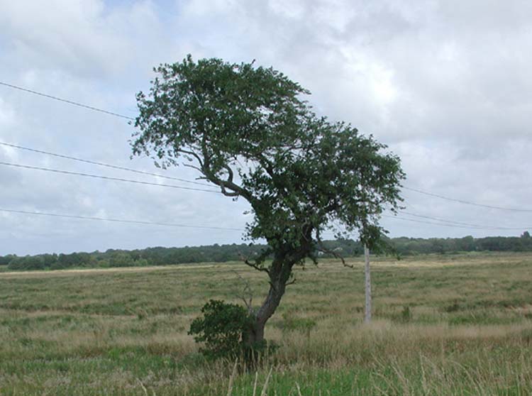 Lone Tree.jpg 57.7K